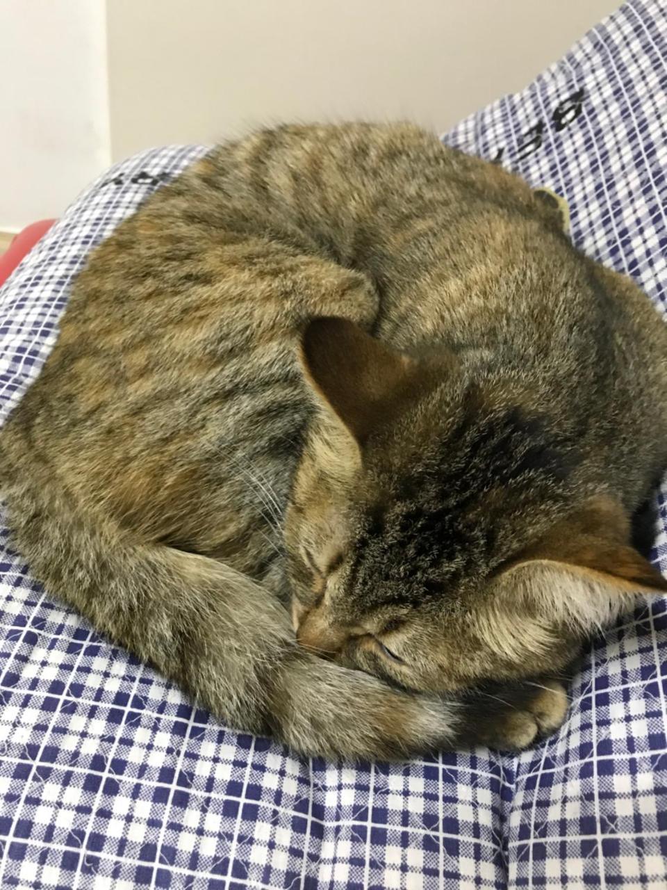 Petit Hotel Kurumi To Milk 立科町 外观 照片